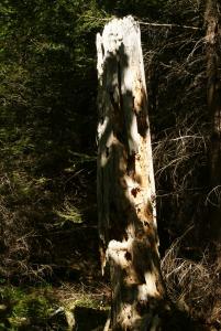 dsc04900.jpg